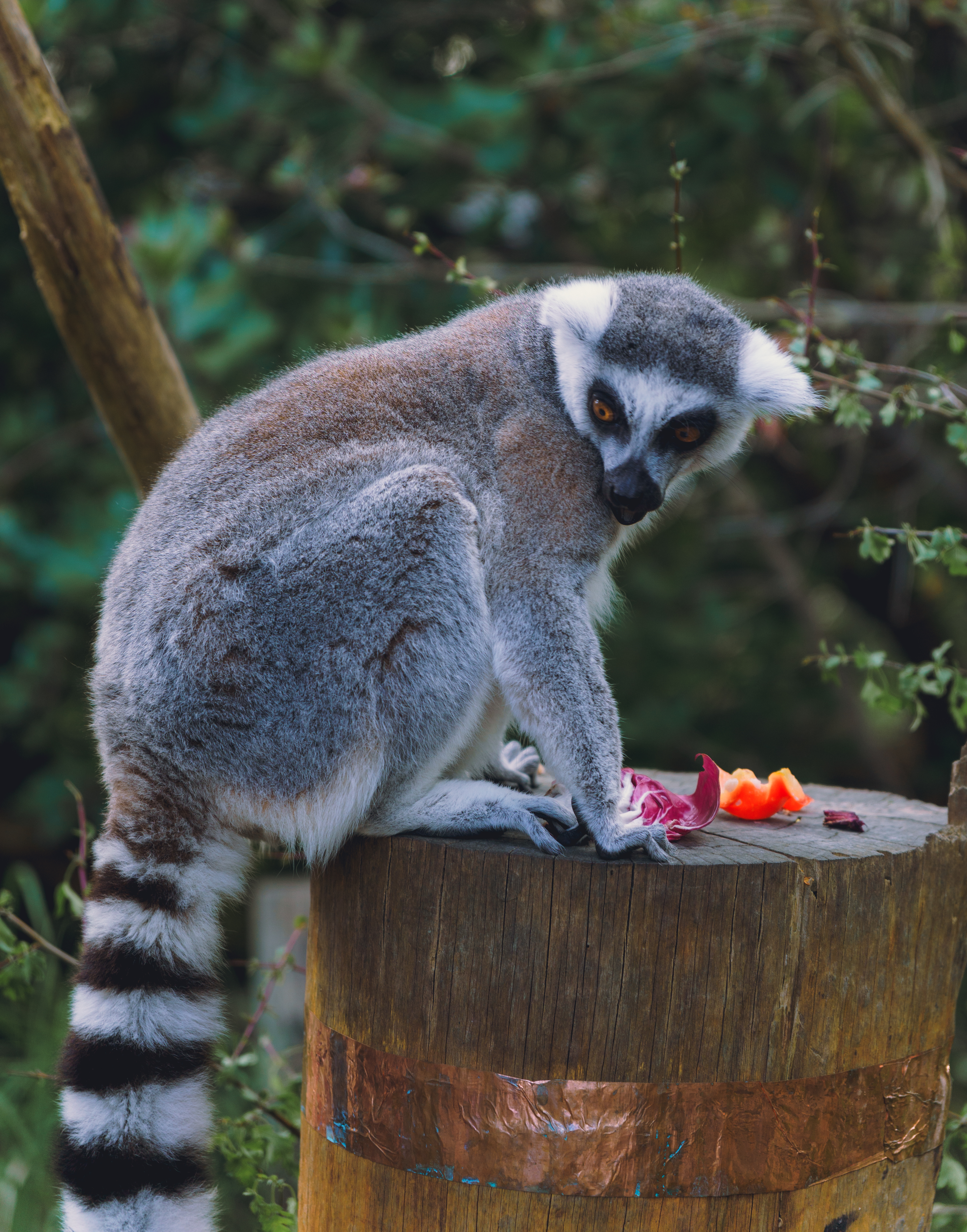 Lemur Shocked